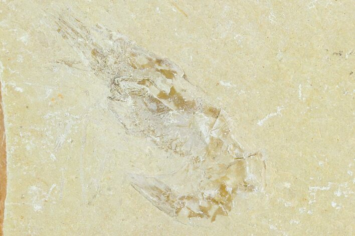 Cretaceous Fossil Shrimp - Lebanon #123933